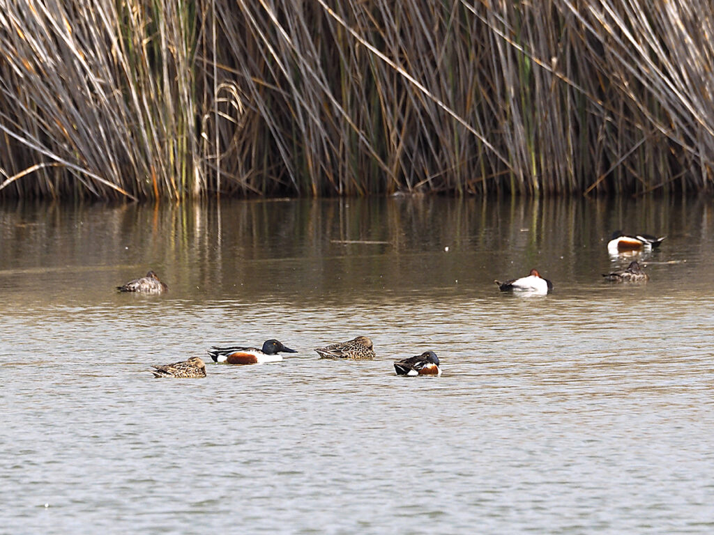 Distribuidos en varios grupos
