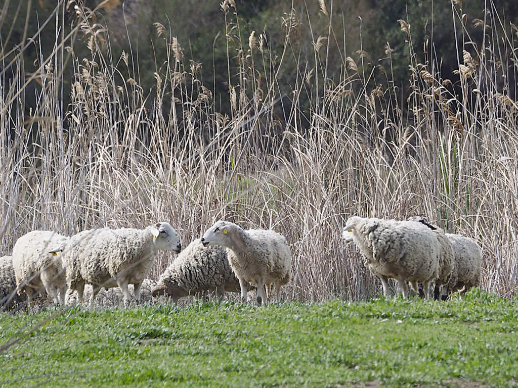 Ovejas sin remilgos de salir en las fotos