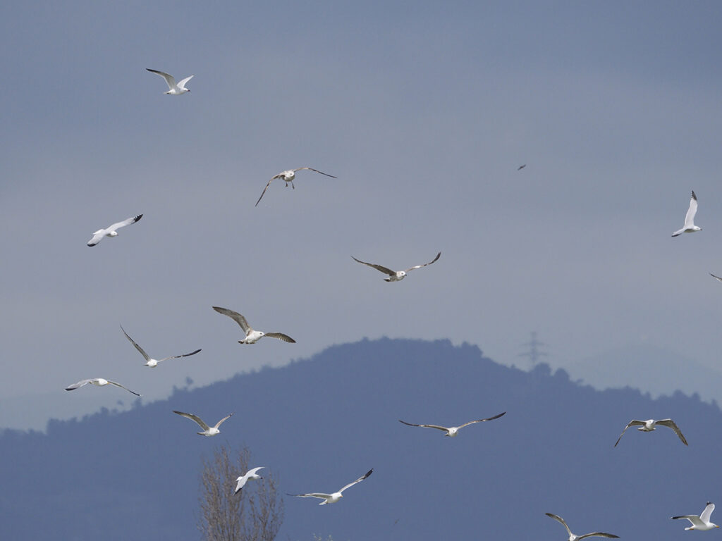 Gaviotas sobrevolando el estanque...