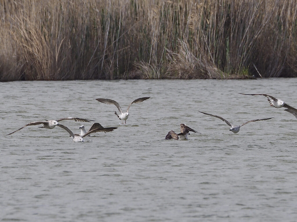 ... para zambullirse de vez en cuando en el agua.