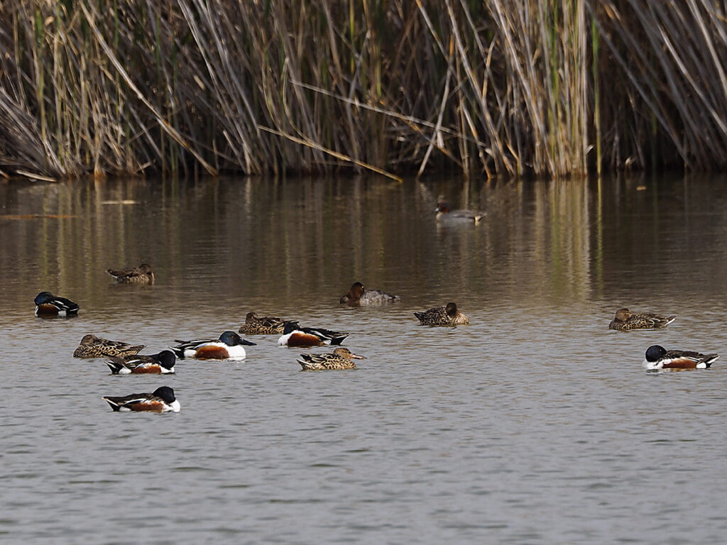Algunos ejemplares de pato cuchara
