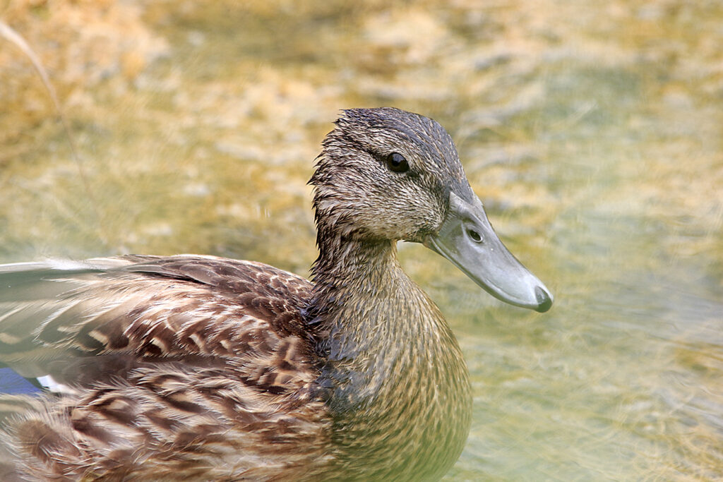 Azulona dándonos la bienvenida al parque