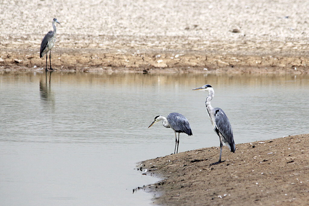 ...otras garzas...