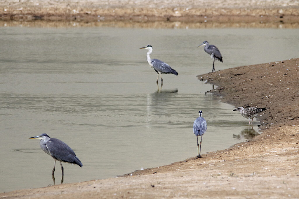 Garzas reales en busca de algo que llevarse al pico