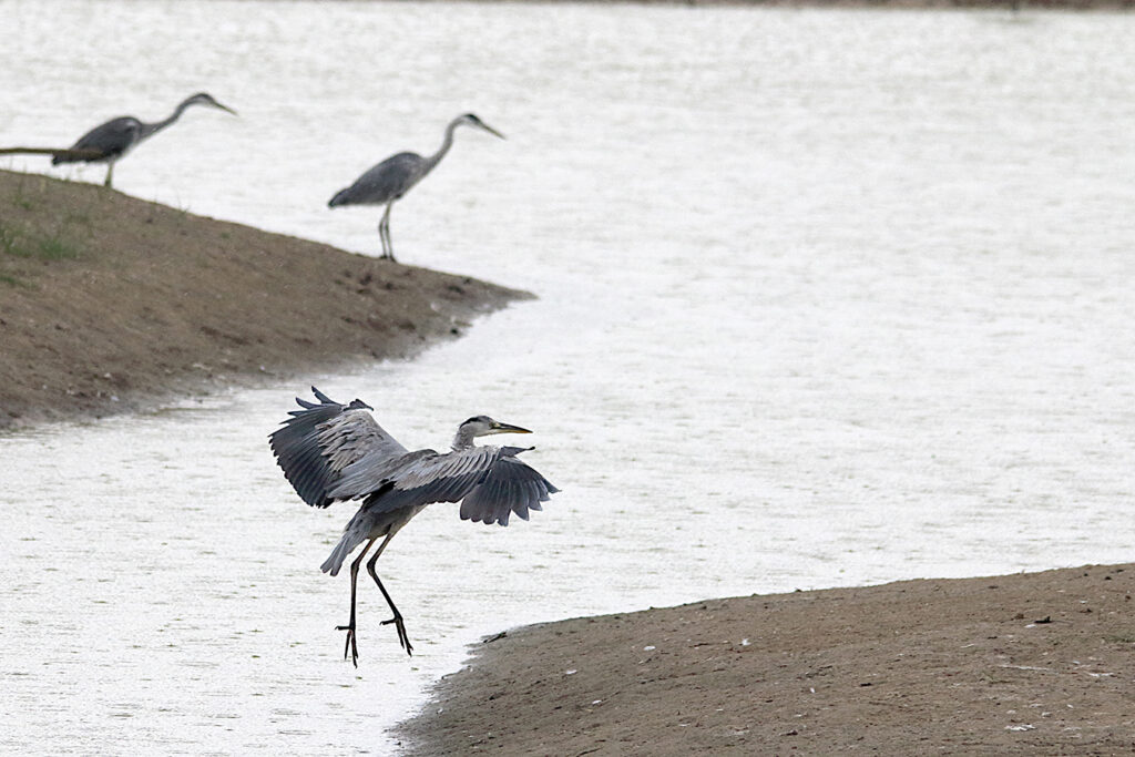 Garza aterrizando nada más empezar a llover