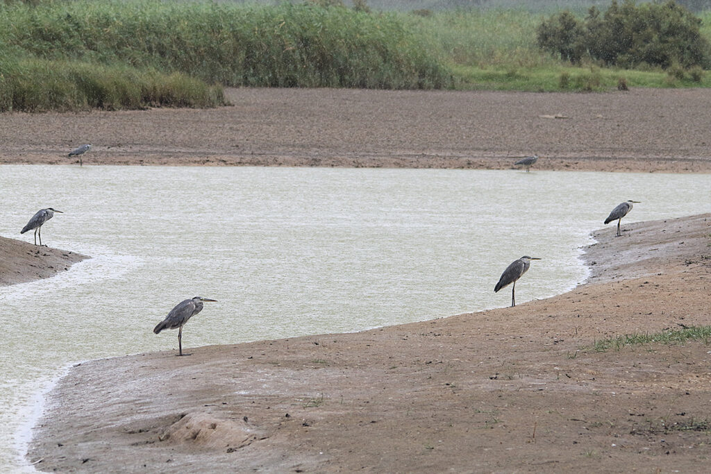 ... y garzas reales también