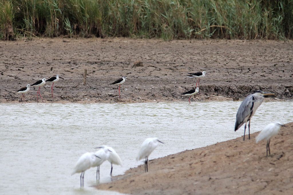Garzas, garcetas y cigüeñuelas mirando en la misma dirección