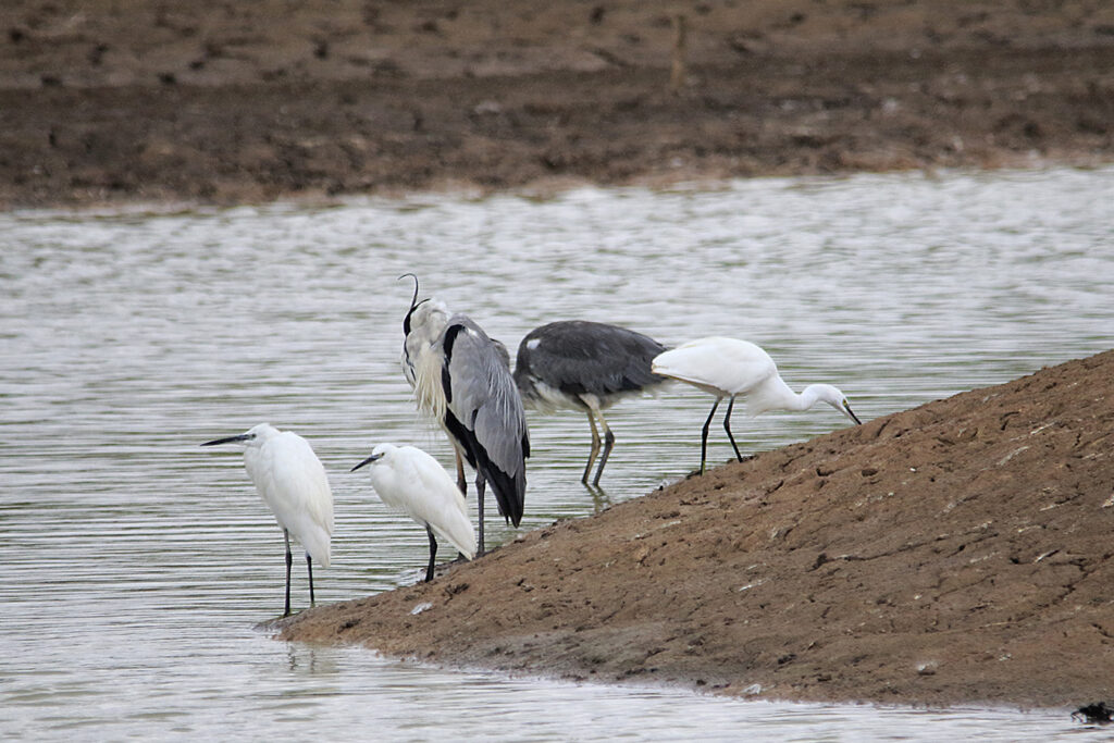Garzas y garcetas conviviendo en armonía...