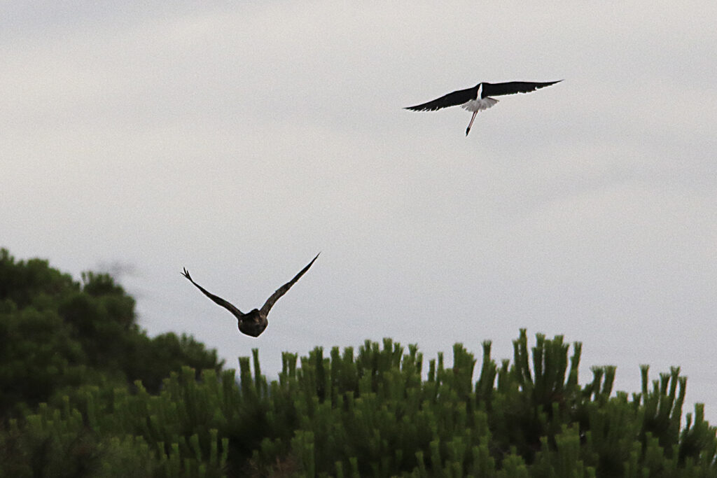 Breve trifulca en el aire entre el aguilucho y la cigüeñuela