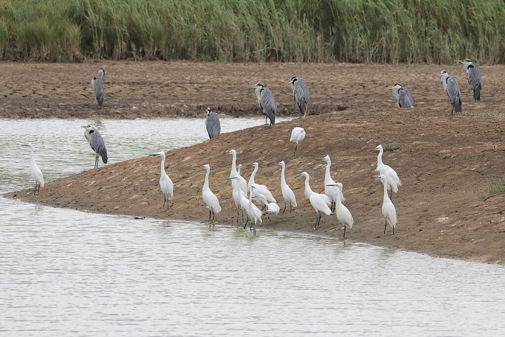 Garzas alineadas de nuevo, esta vez mirando hacia la izquierda