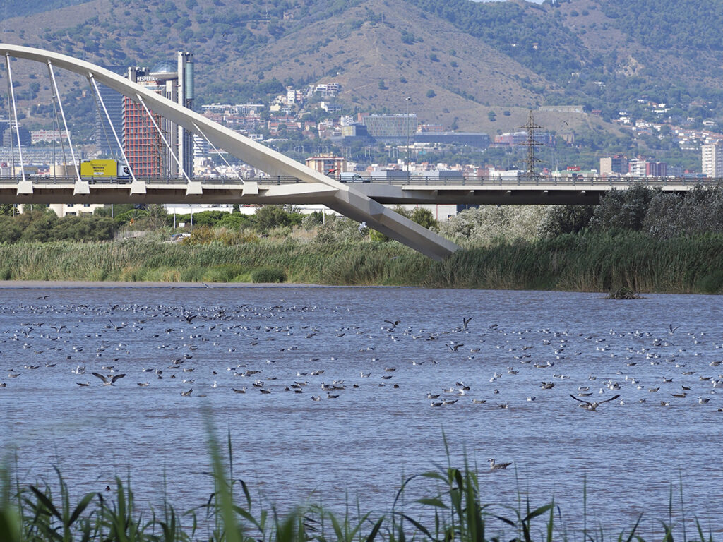 Río Llobregat ocupado por las gaviotas.