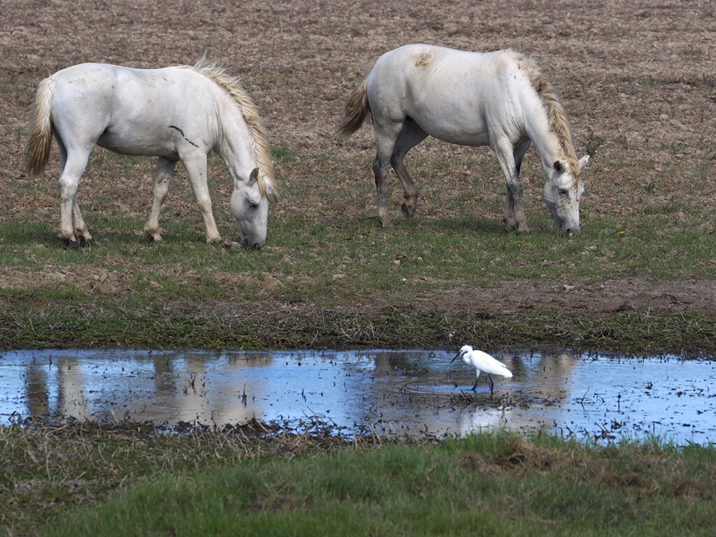 Caballos con garceta