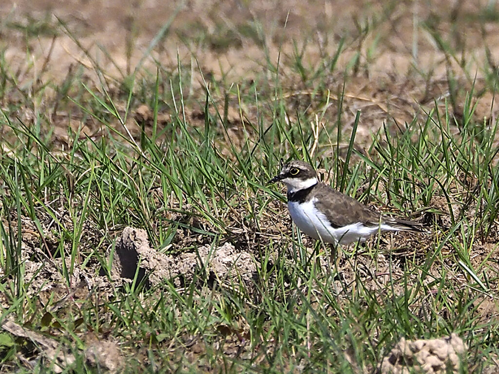 Chorlitejo perfectamente camuflado