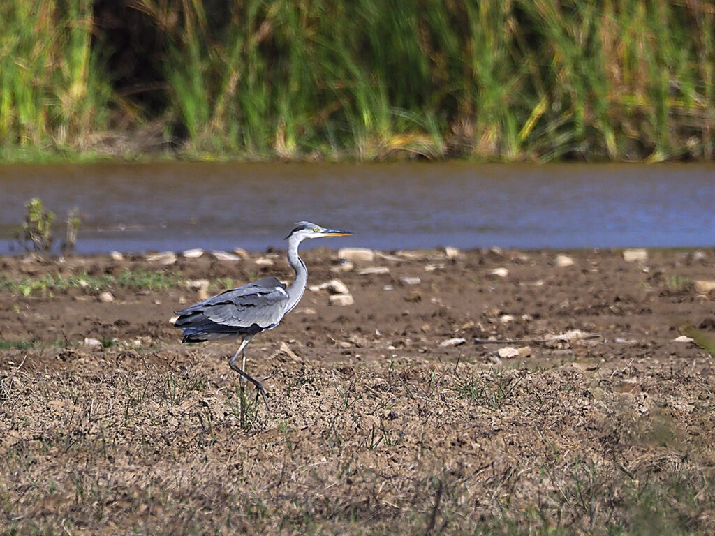 Garza real expectante
