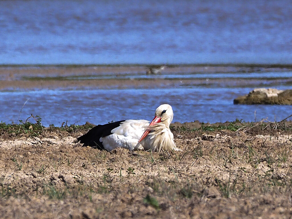 Cigüeña descansando
