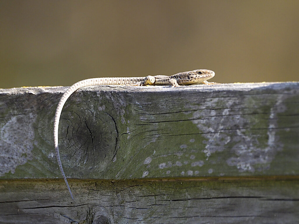 Lagartija expuesta al sol...