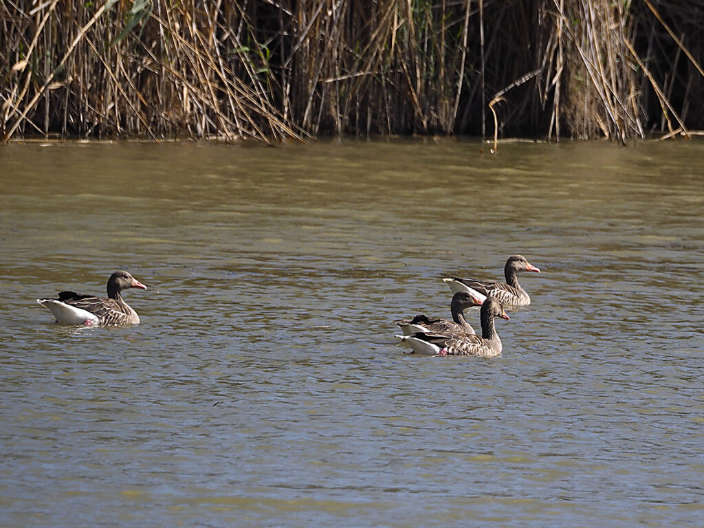 Ánsares desde el mirador de la Fillola
