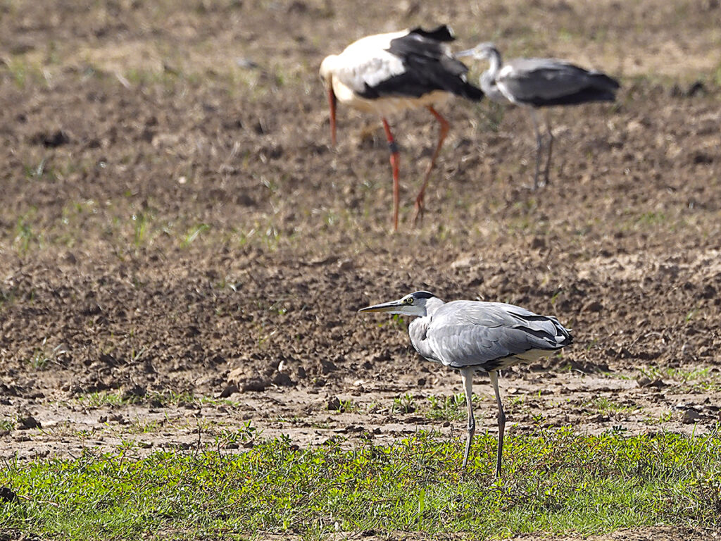 Garza acompañada...