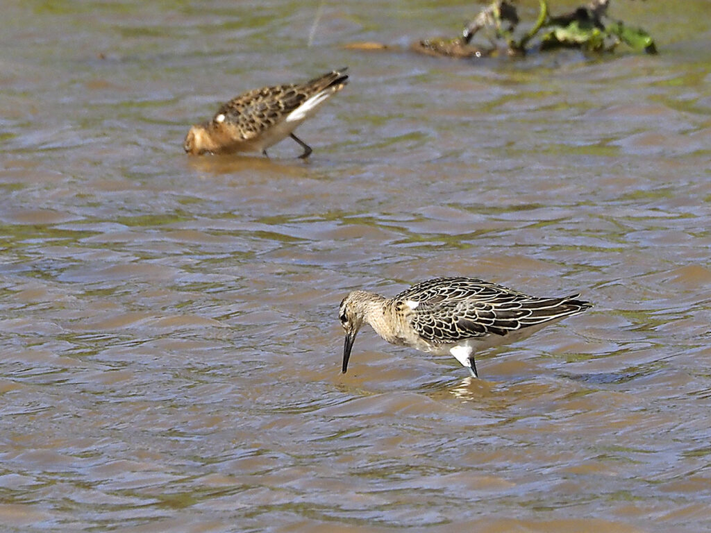 Detalle de una hembra o macho inmaduro