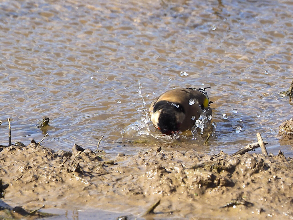Dándose un chapuzón...