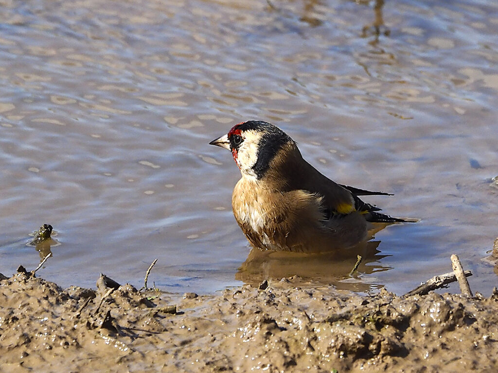 ... y preparándose para marchar de nuevo