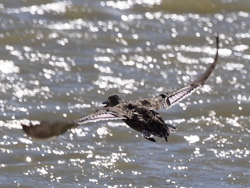 Ánade cruzando el cielo a contraluz