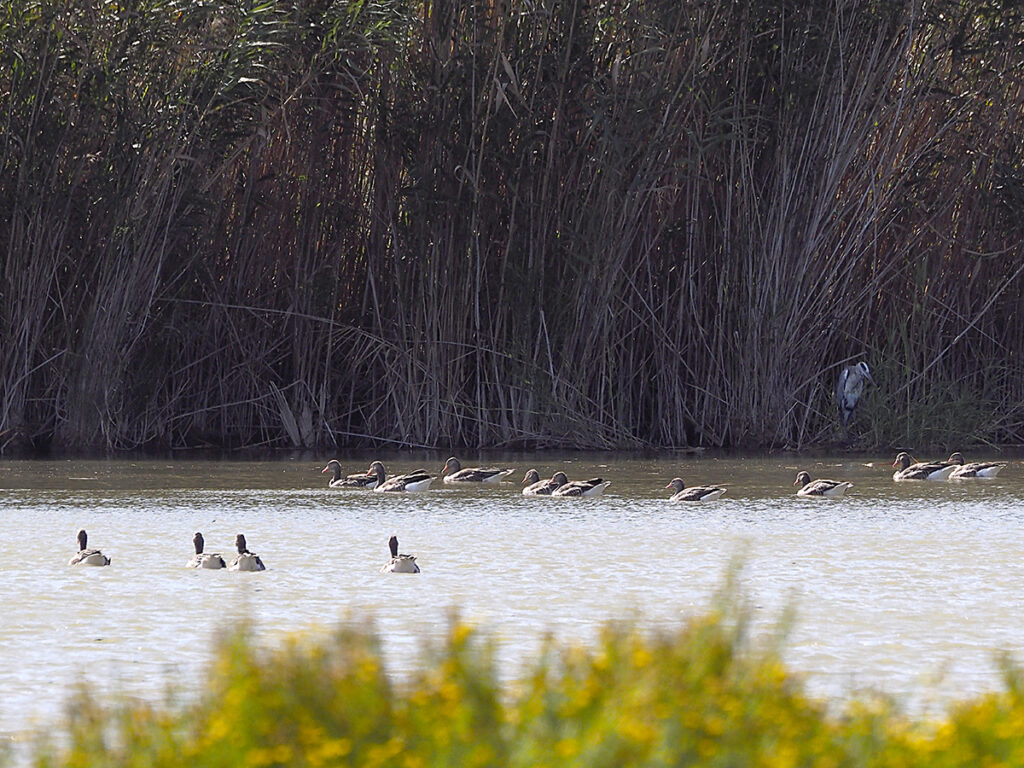 Probablemente los ánsares vistos desde el Mirador de la Fillola