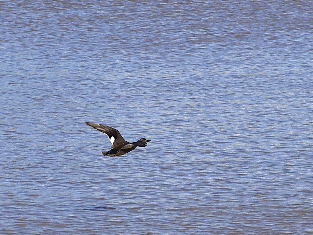 Azulón volando y ...