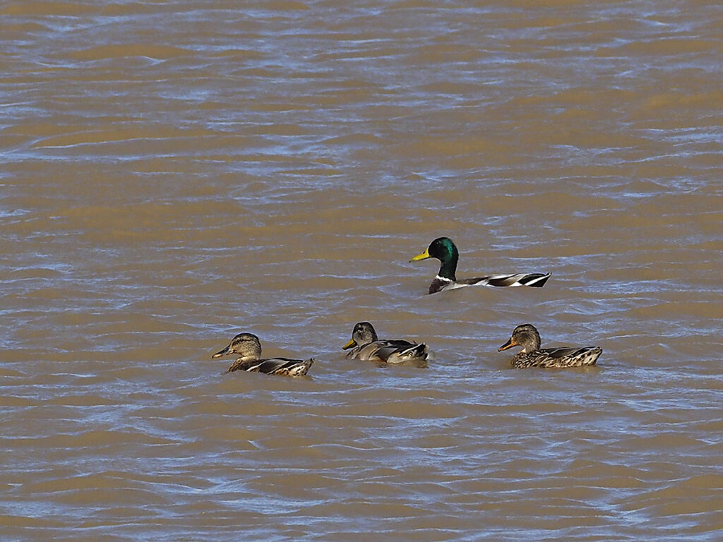 ... familia de azulones al completo.