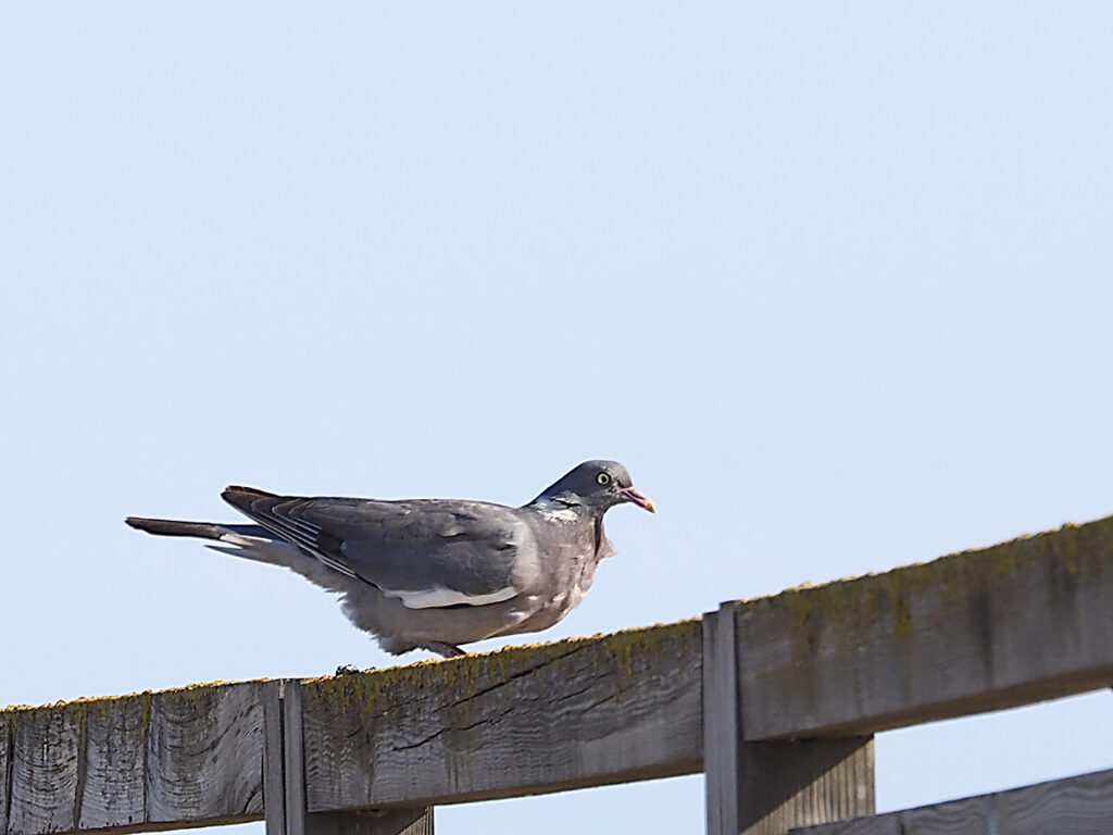 Paloma torcaz posando...