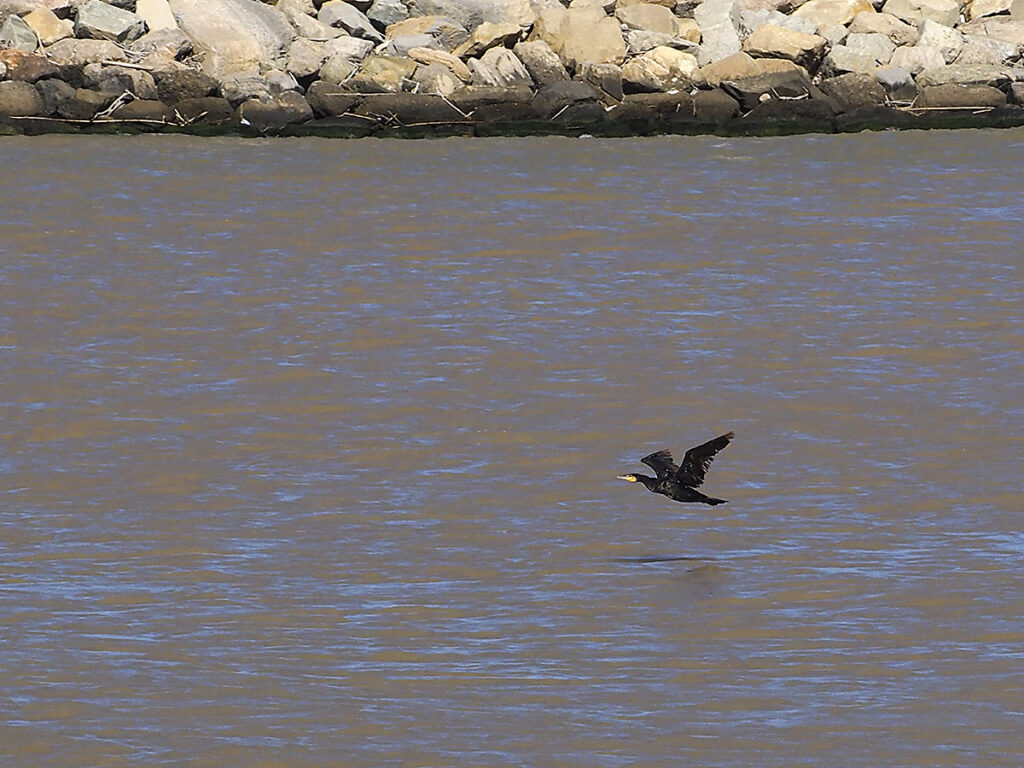 ... y cormorán volando.