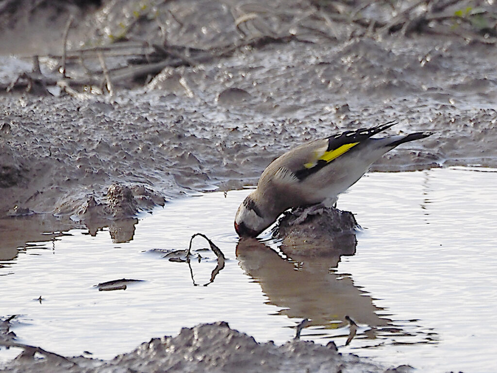 Jilguero bebiendo en la charca