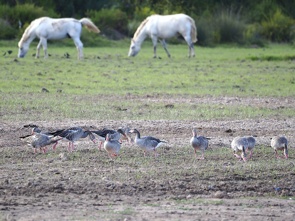 Ánsares recuperando fuerzas...