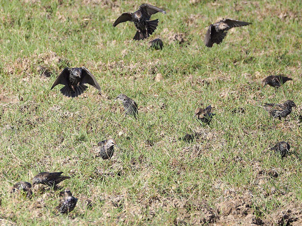 Estorninos revoloteando nerviosos...