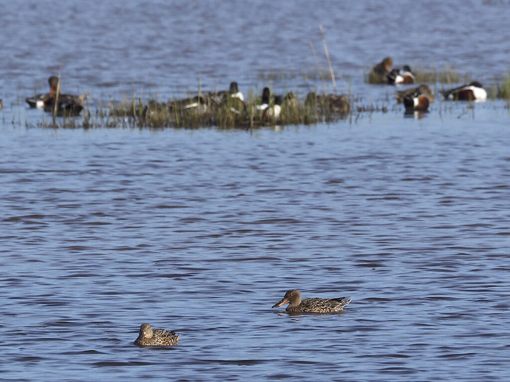 Dos hembras de cuchara común con otros patos al fondo
