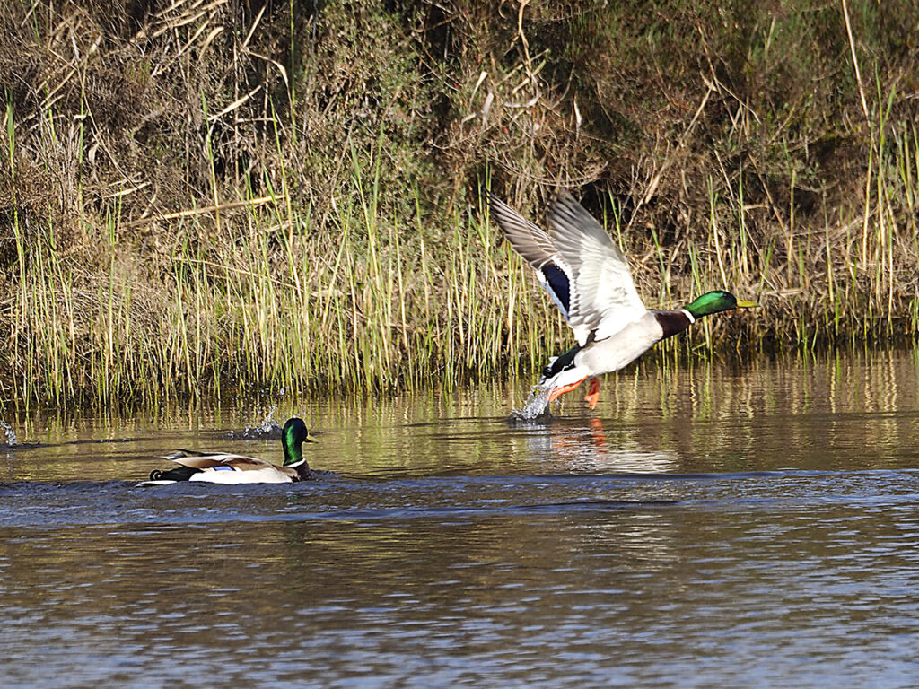... y aterrizan en el agua.