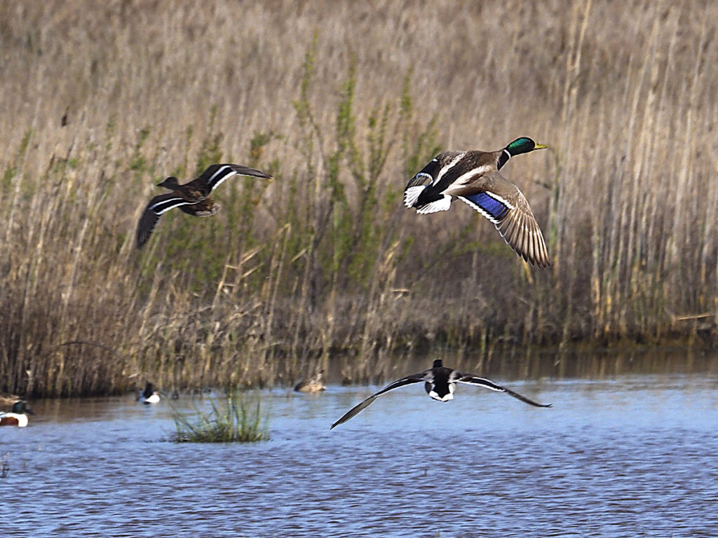 Tres ánades azulones llegan volando...