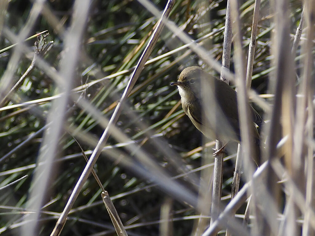 Cetia ruiseñor entre las ramas