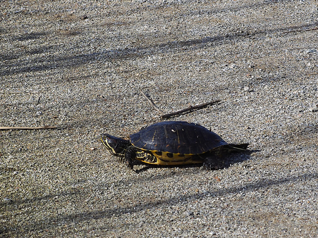 Tortuga cruzando el camino