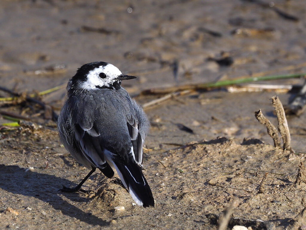 Lavandera controlando mis movimientos
