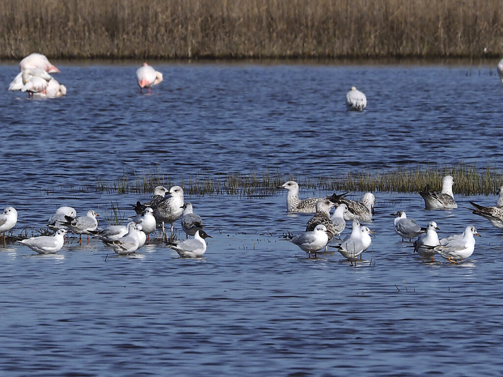 Gaviotas patiamarillas y reidoras juveniles