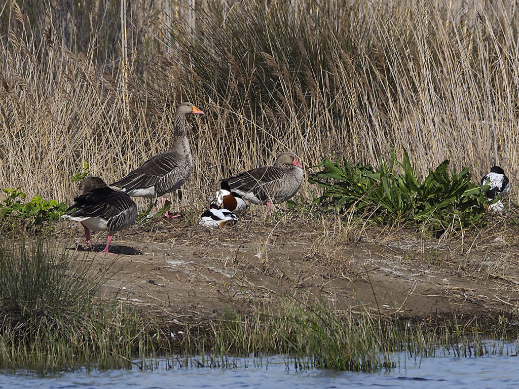 Ánsares y tarros blancos compartiendo espacios