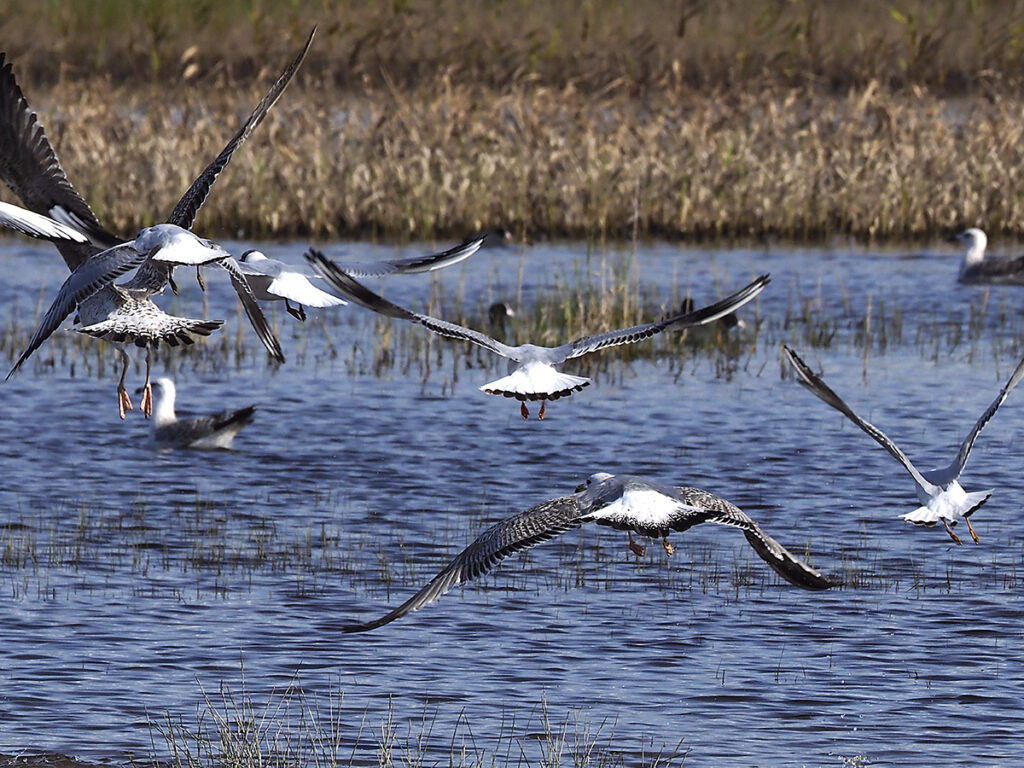 Gaviotas emprendiendo el vuelo