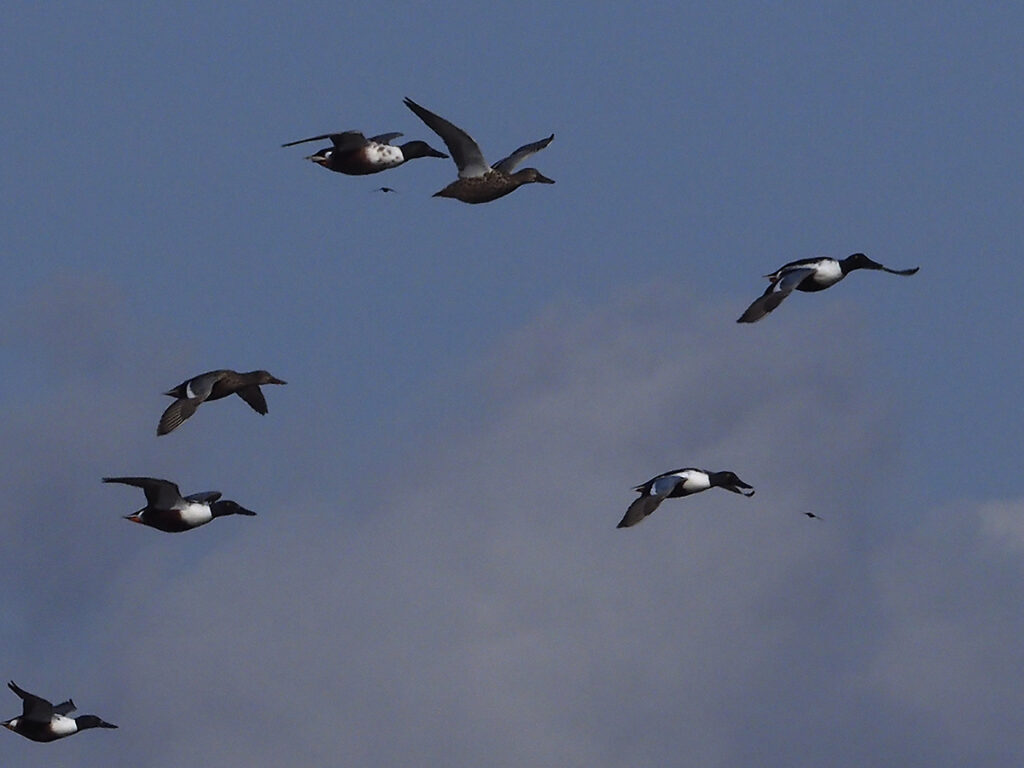 Bandada de cuchara común cruzando la laguna a gran distancia