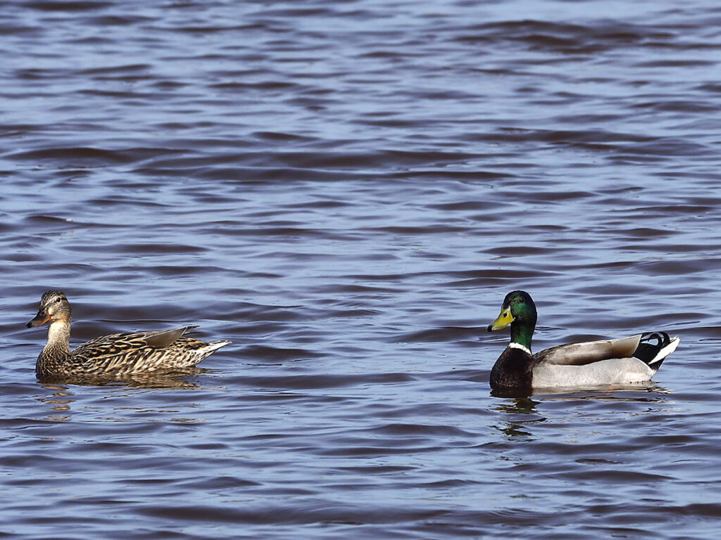 Azulones disfrutando de la calma en las aguas