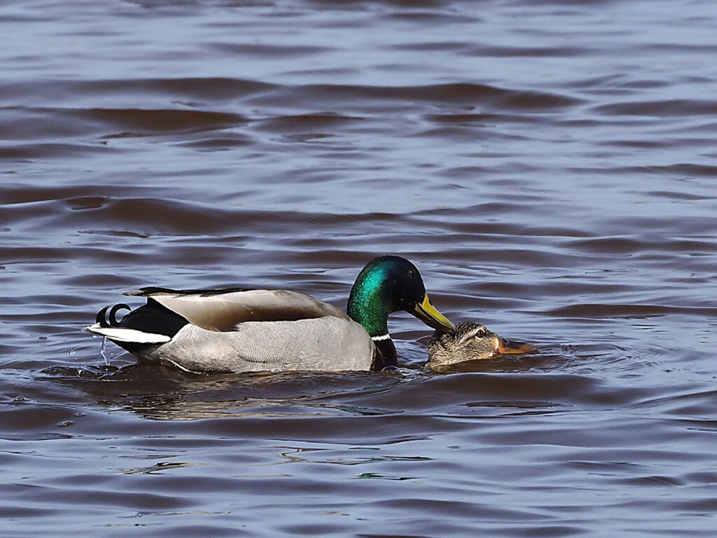 Y celebrando la llegada de la primavera