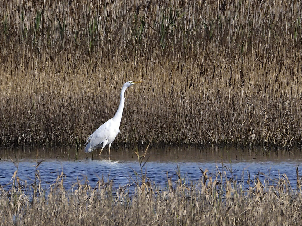 ... garcetas en la distancia.