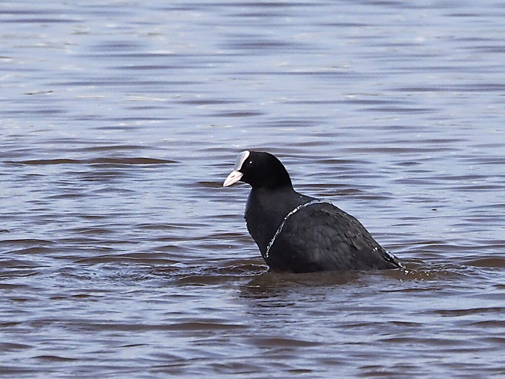 ... y otras por su cuenta.