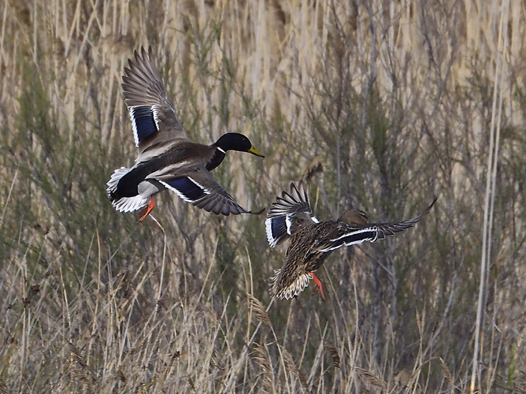 Azulones disponiéndose a tomar... agua.