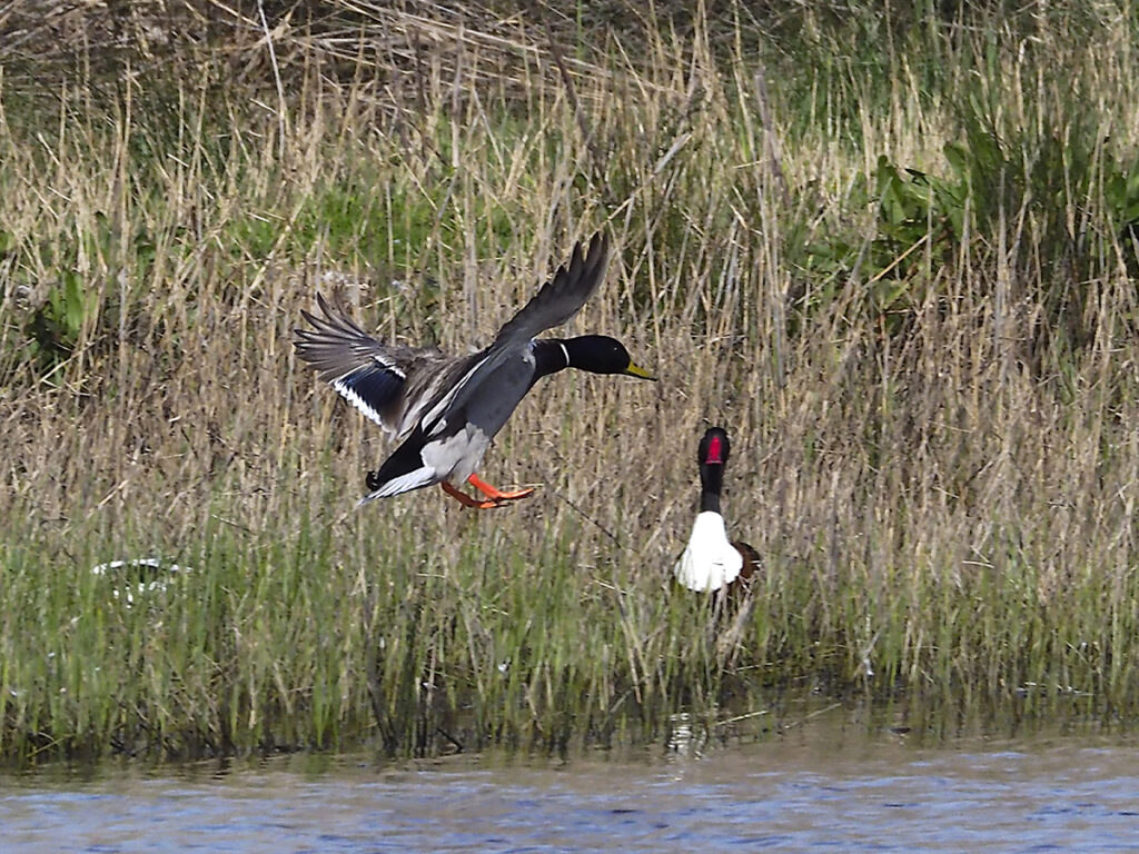Azulón pasando frente al control aéreo de un tarro blanco.